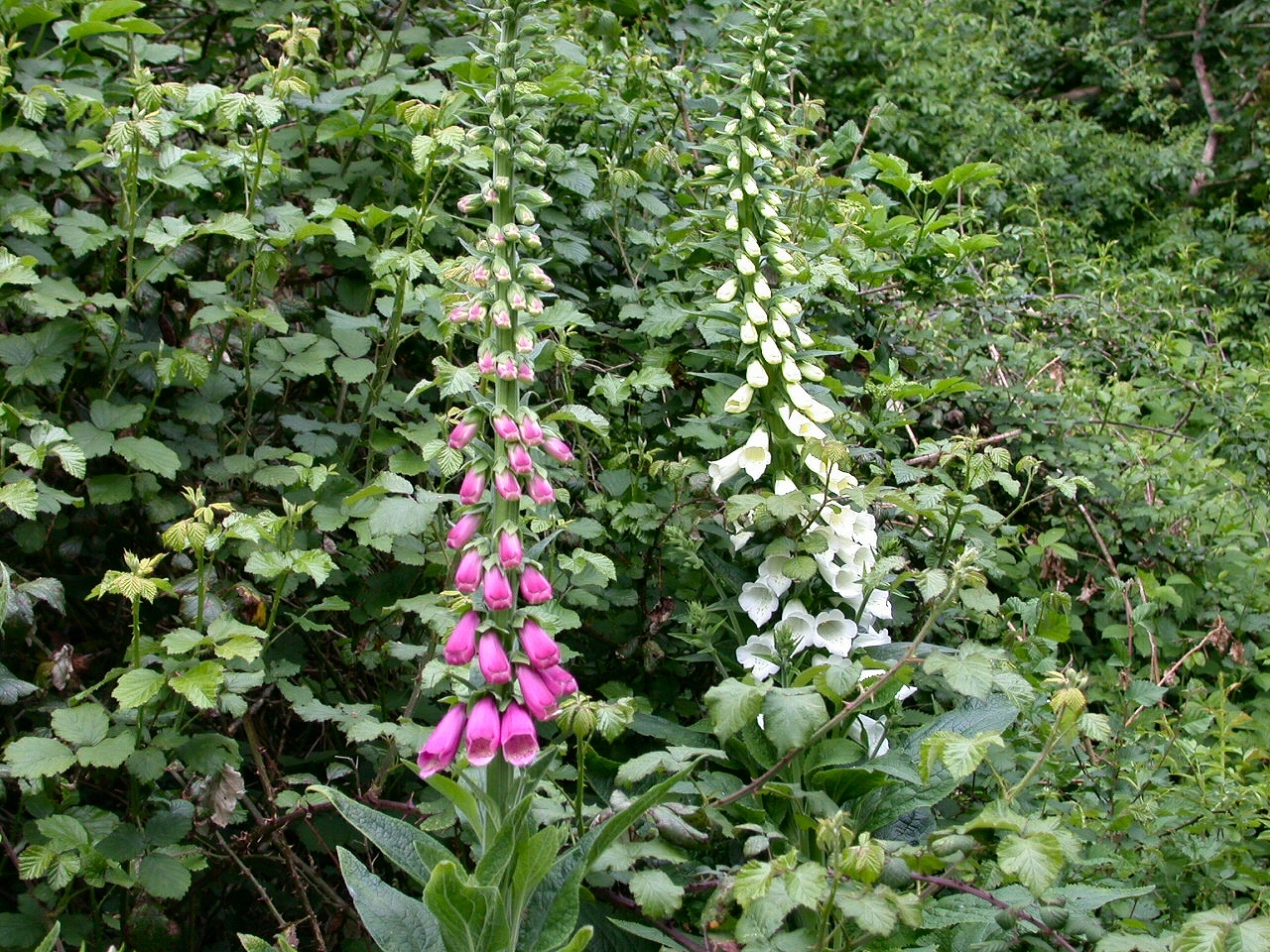 Наперстянка будет расти даже при полном отсутствии ухода. Фото автора