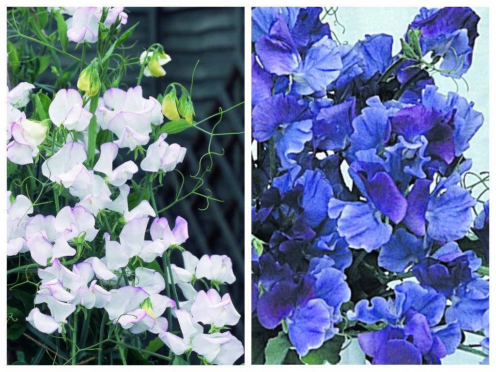 Душистый горошек &#39;Albutt Blue&#39; (слева) и &#39;Fragrant Skies&#39; (справа)