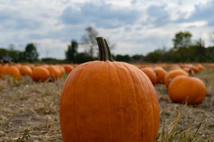 Выращивайте гигантские тыквы и побеждайте! Фото с сайта pumpkin.organic-mix.ru