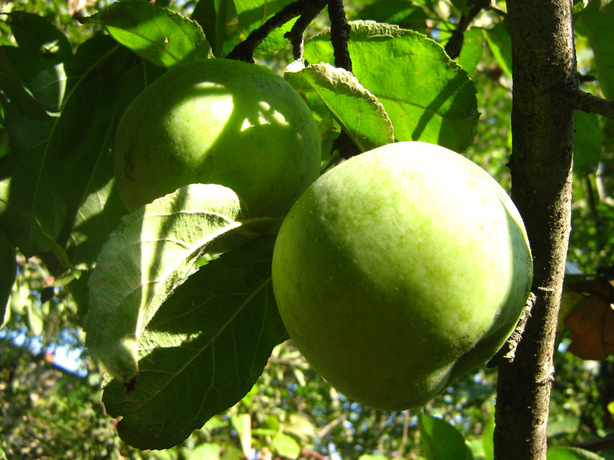 Яблоки Ренет Фото