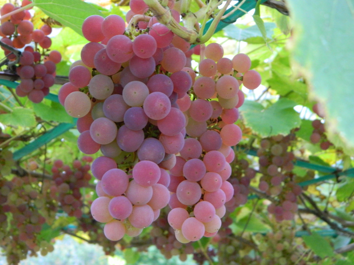 Сорта ранних розовых. Виноград Тайфи розовый. Сорт винограда Тайфи. Сорт винограда Тайфи розовый.