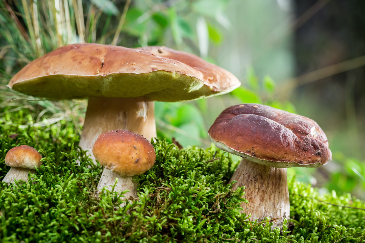 Как прогореть на выращивании грибов?