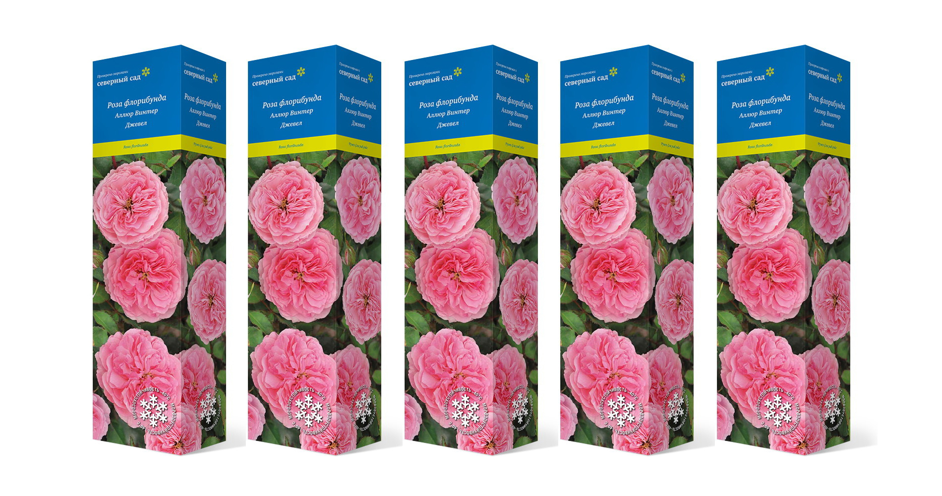 Розы коллекции Винтер Джевел