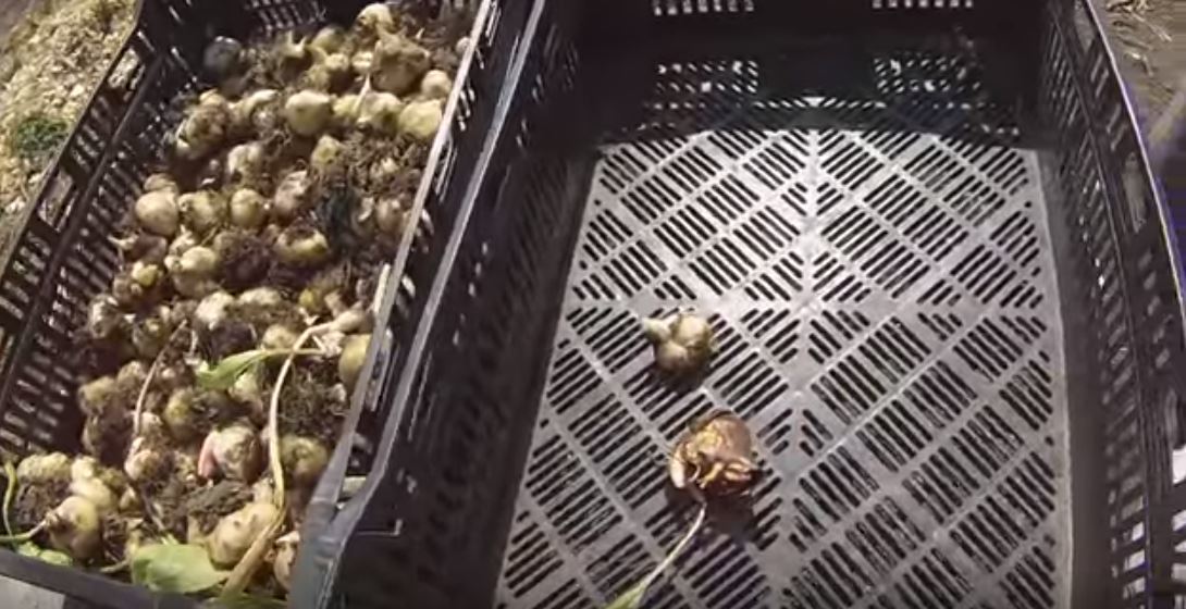 Луковицы тюльпанов после выгонки. Фото с сайта youtube (https://www.youtube.com/watch?v=AzaOJBEqZOE)