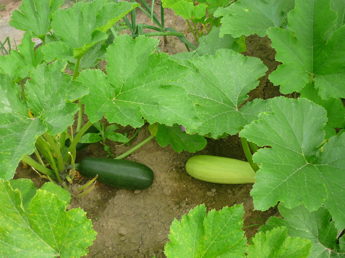 Автор фото Кузовова Марина (Kuzovova1963) Автор фото Кузовова Марина (Kuzovova1963)