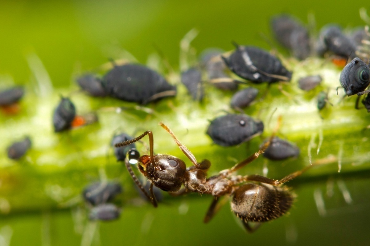 Наблюдаем за отношениями муравьёв и тли
