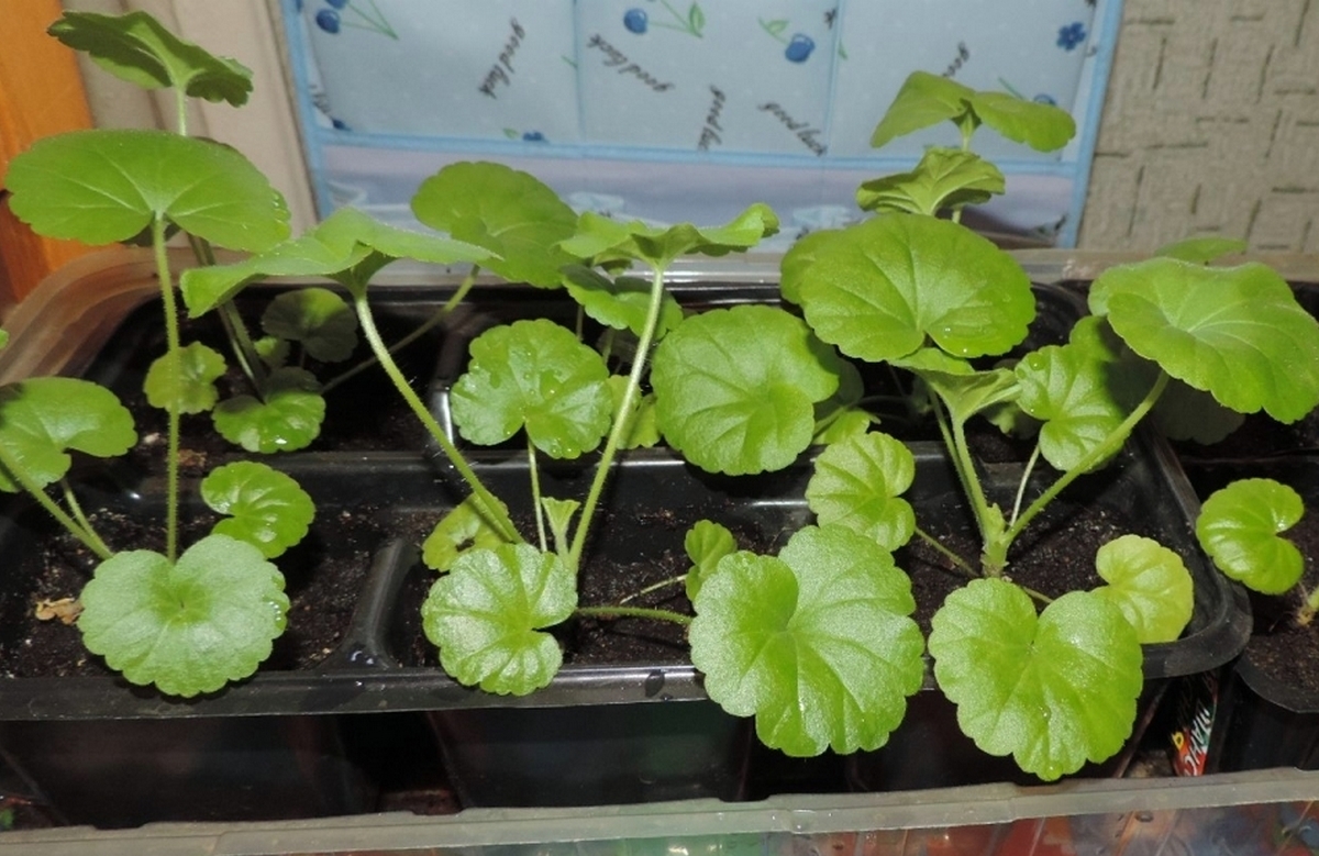 Выращиванием пеларгонии из семян