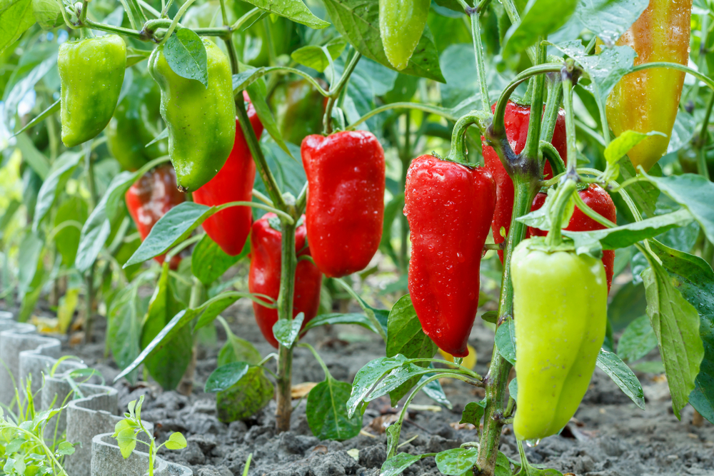 Перцы могут быть устойчивыми и вкусными одновременно