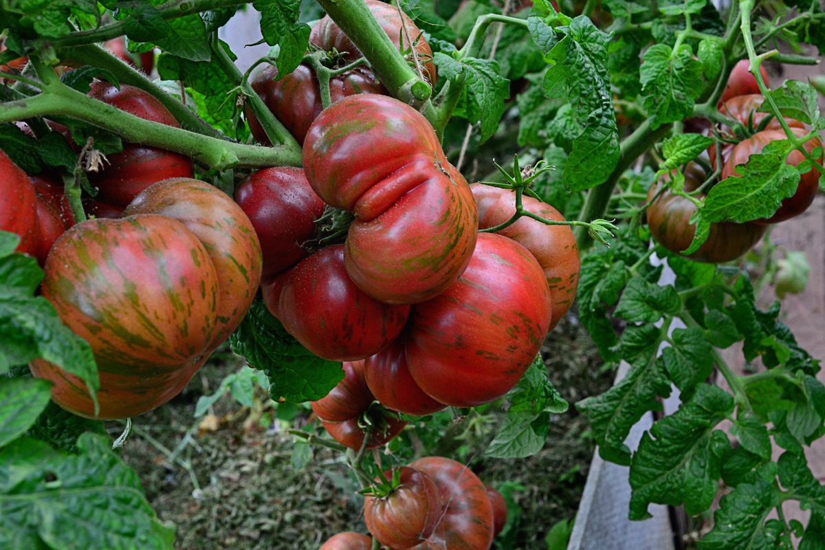 Растим томаты серии Гномы