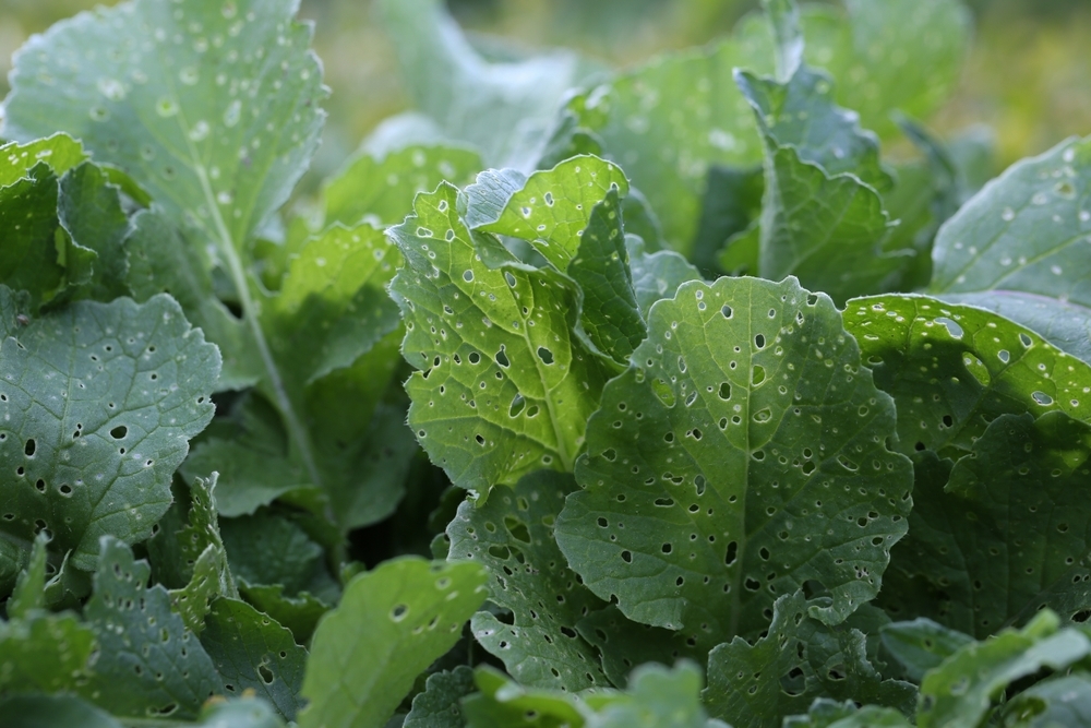 Листва редиса, пострадавшая от крестоцветных блошек