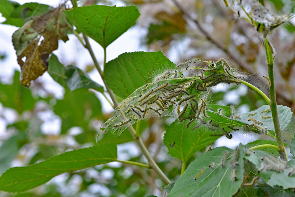 Гусеницы американской белой бабочки строят гнезда из паутины
