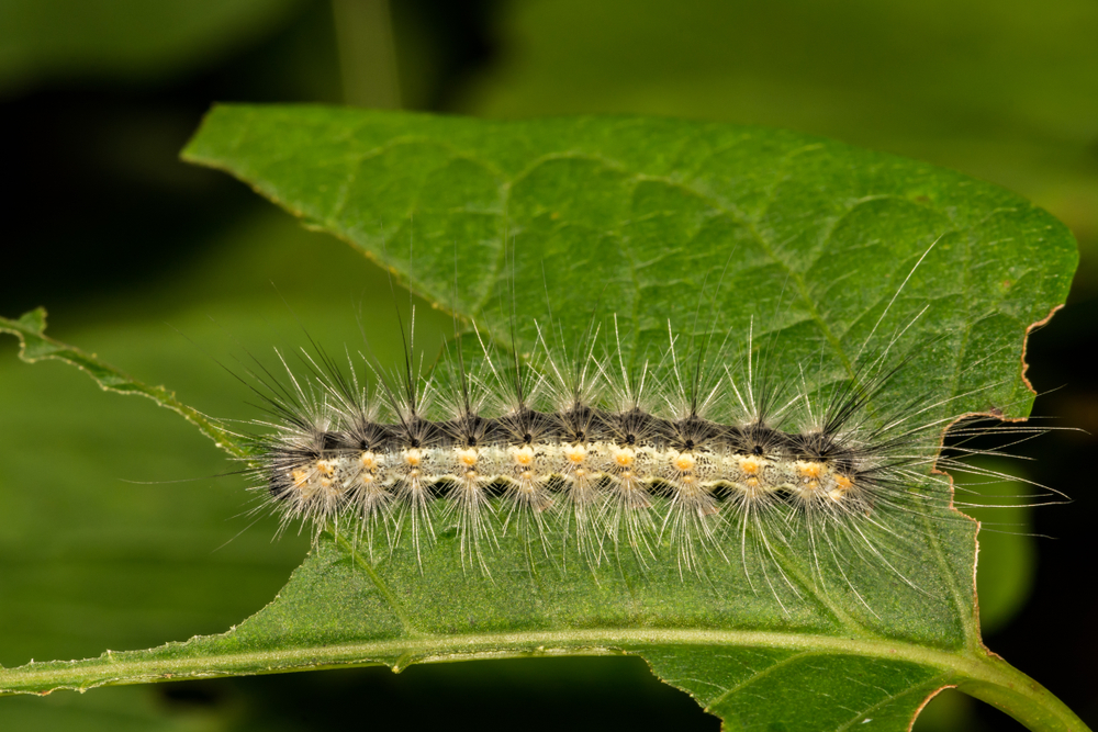 Американская белая бабочка может питаться более чем на 200 видах растений