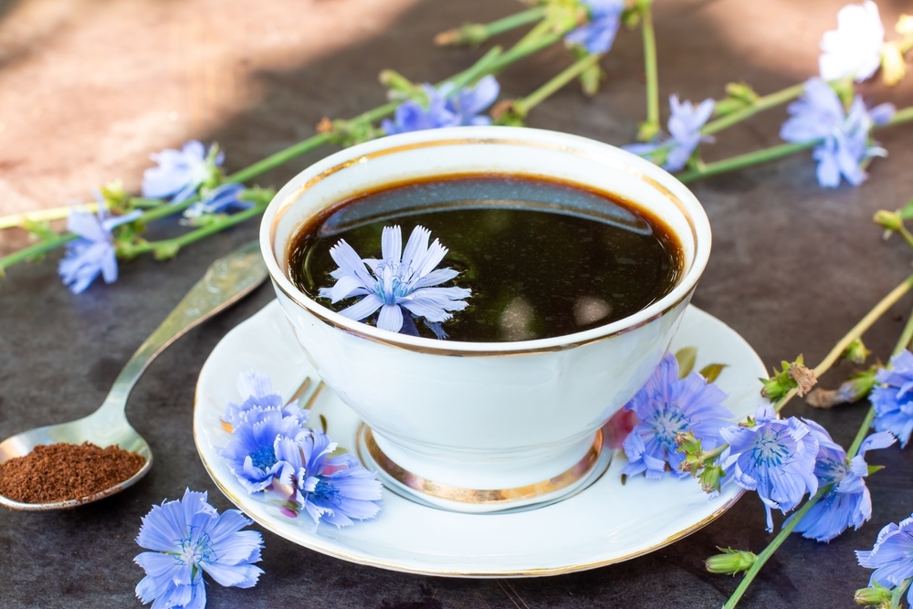 Цикорий — один из лидеров по содержанию инулина 