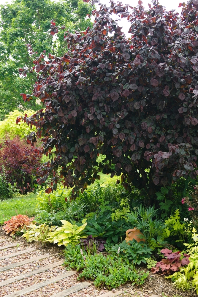 Лещина обыкновенная 'Red Majestic' 