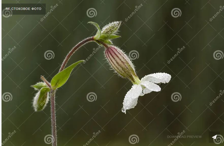 Фото с сайта dreamstime.com, автор Alessandrozocc