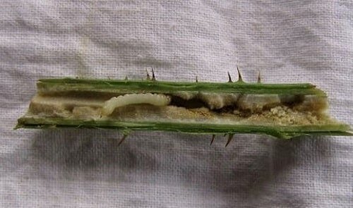 Фото из Дзен, канал Соседи по даче