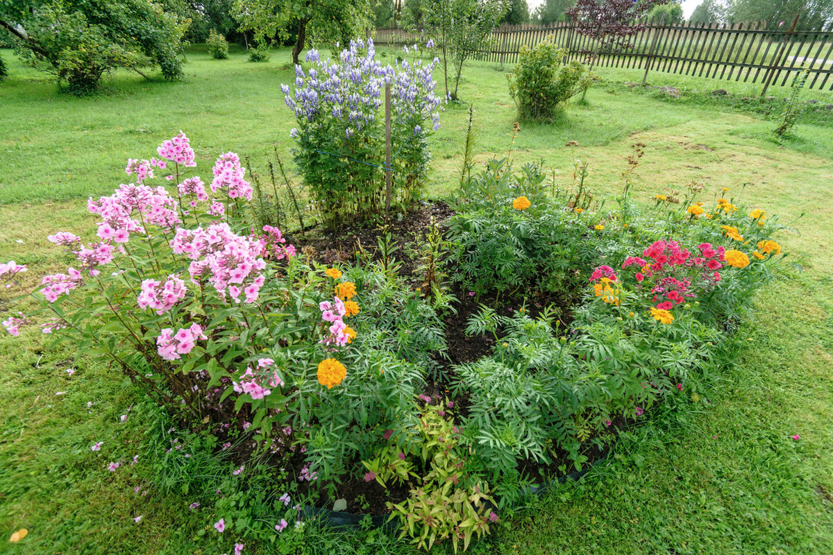 Разные цветы из семян Разные цветы из семян