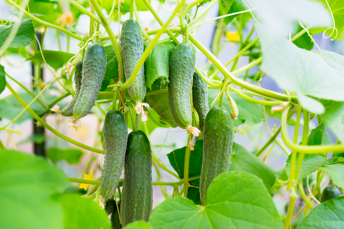 Огурцы в теплице Огурцы в теплице