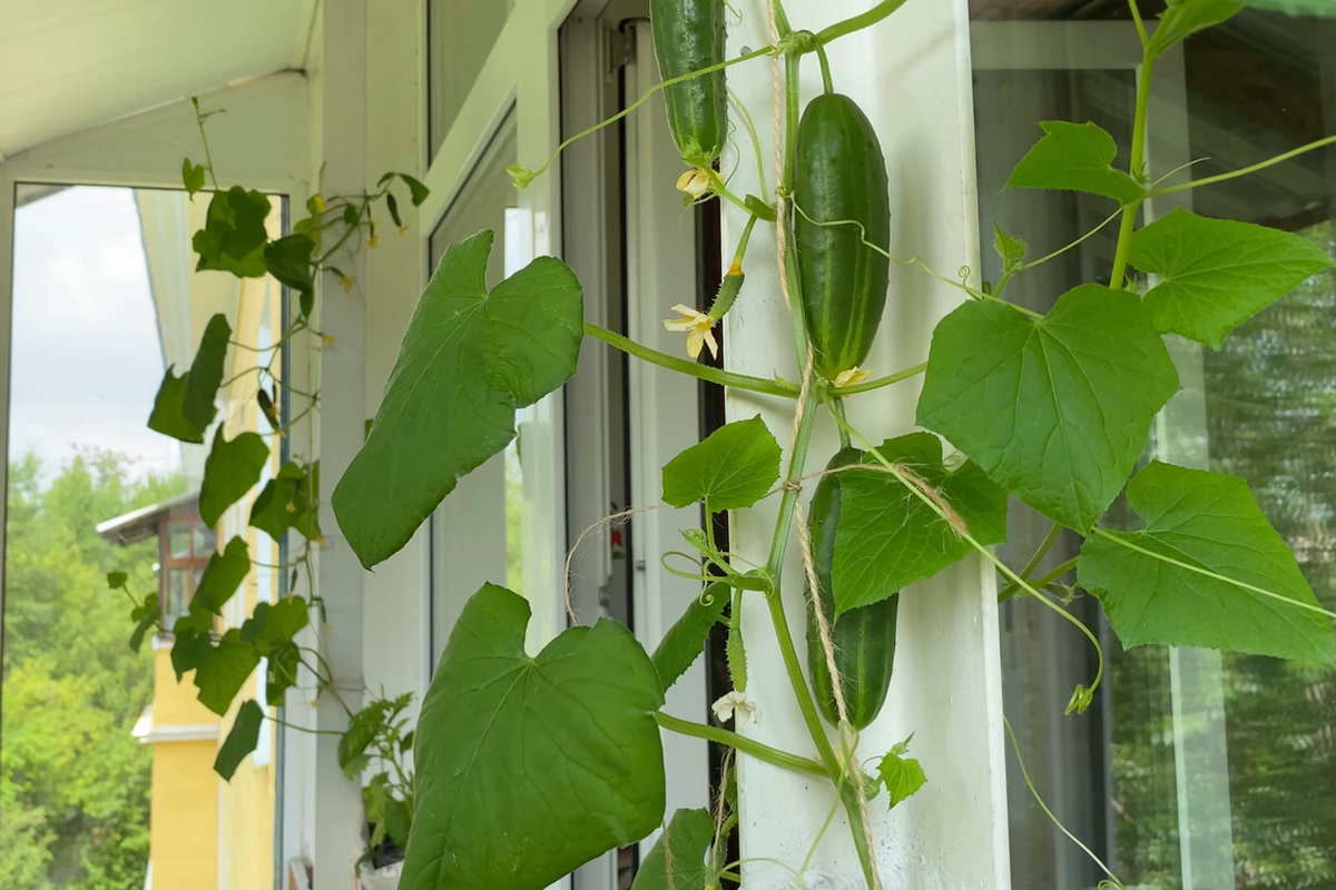 Огурцы на балконе Огурцы на балконе