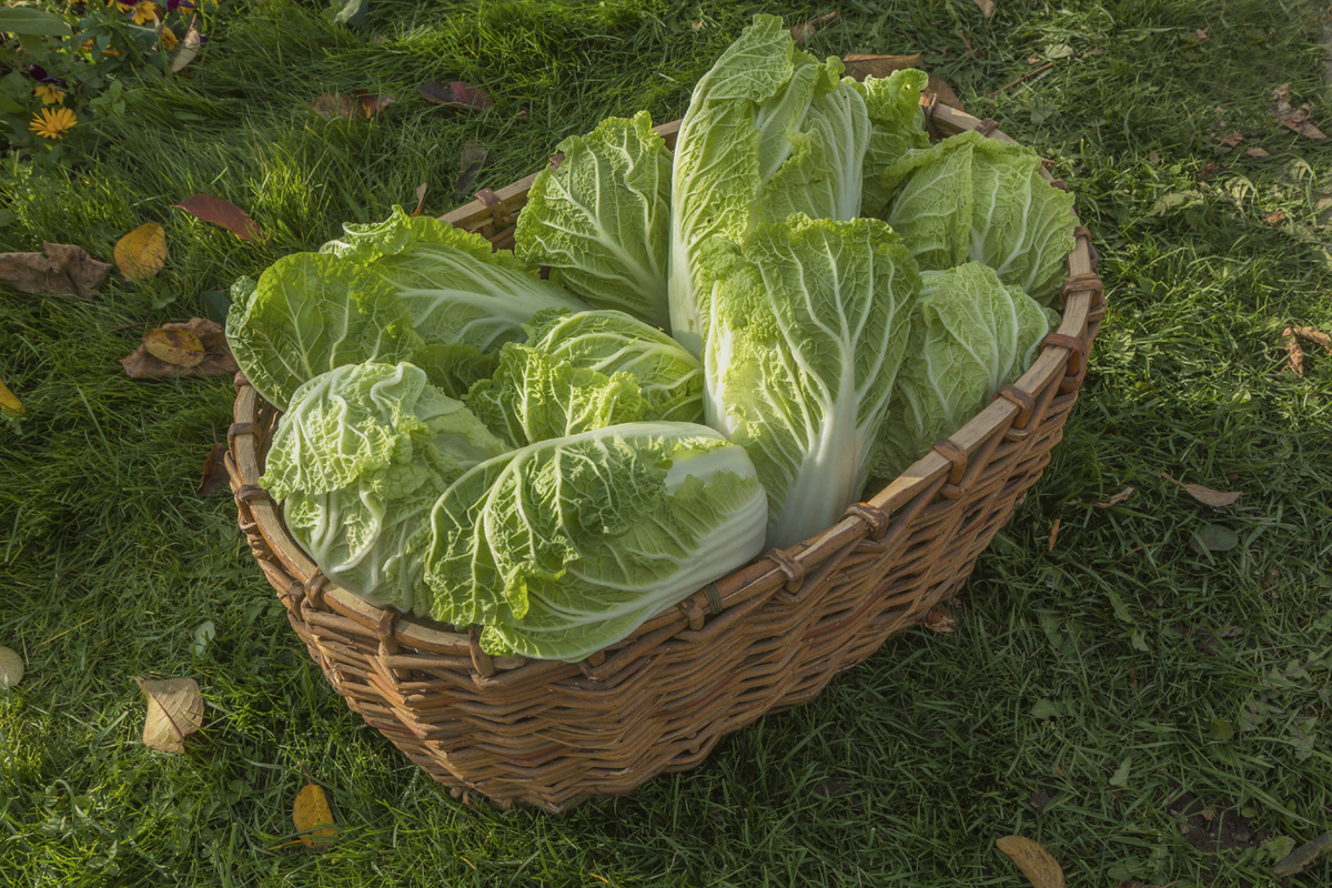 Выращиваем пекинскую капусту Выращиваем пекинскую капусту