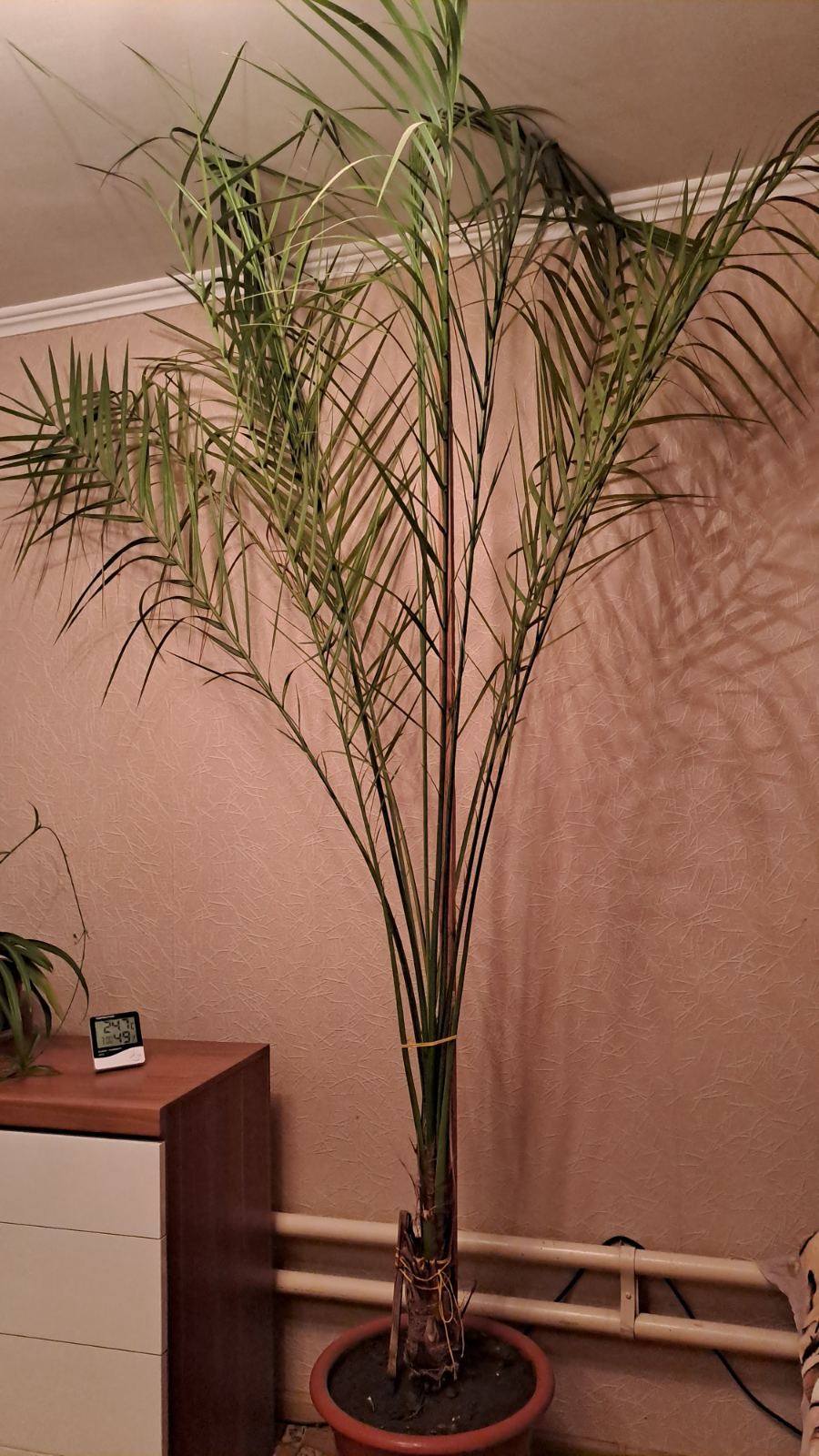 Финиковая пальма