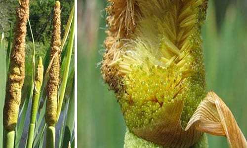 Молодые цветки рогоза. Фото с сайта lastday.club