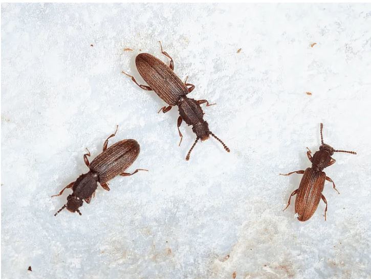 Суринамский мукоед. Фото с сайта msk.dez-delo.ru