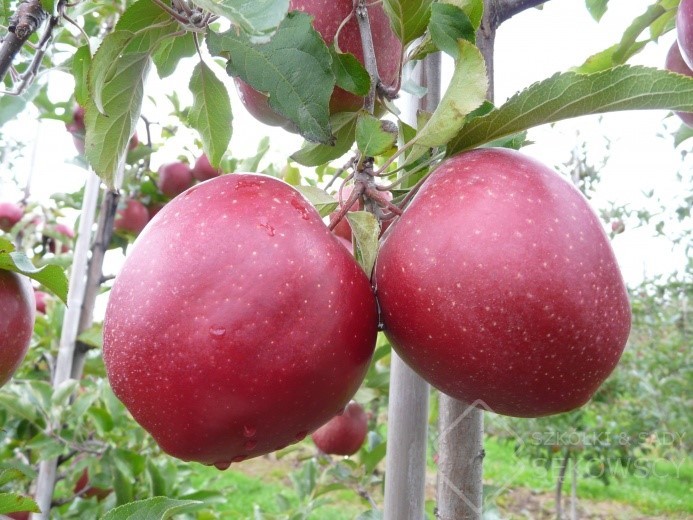 Сорт Дарк Идол (Dark Idol). Фото с сайта asprus.ru