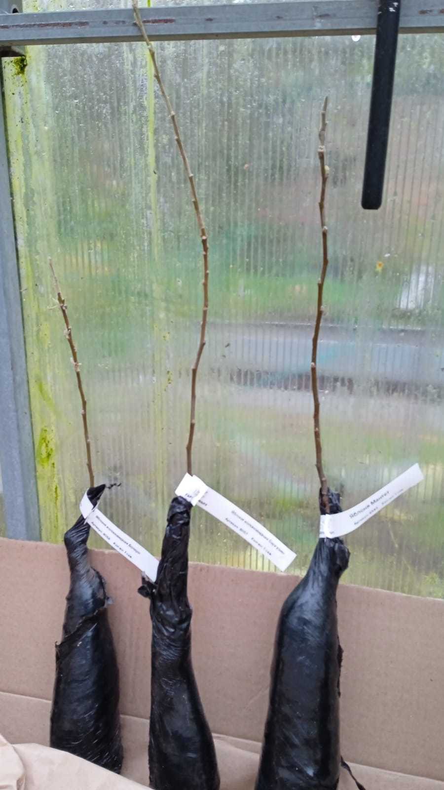 Якобы двухлетние колонновидные яблони