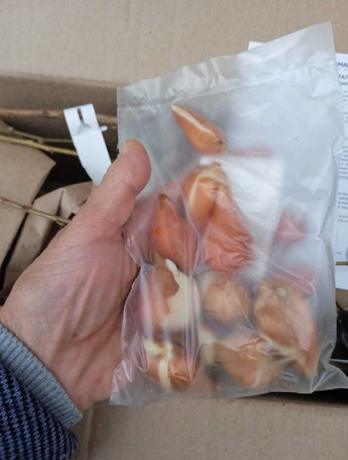 Луковицы тюльпанов