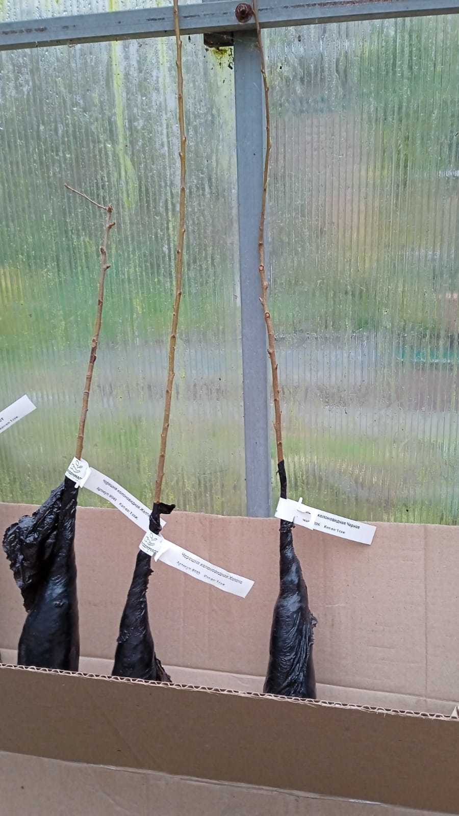 Якобы двухлетние колонновидные черешни