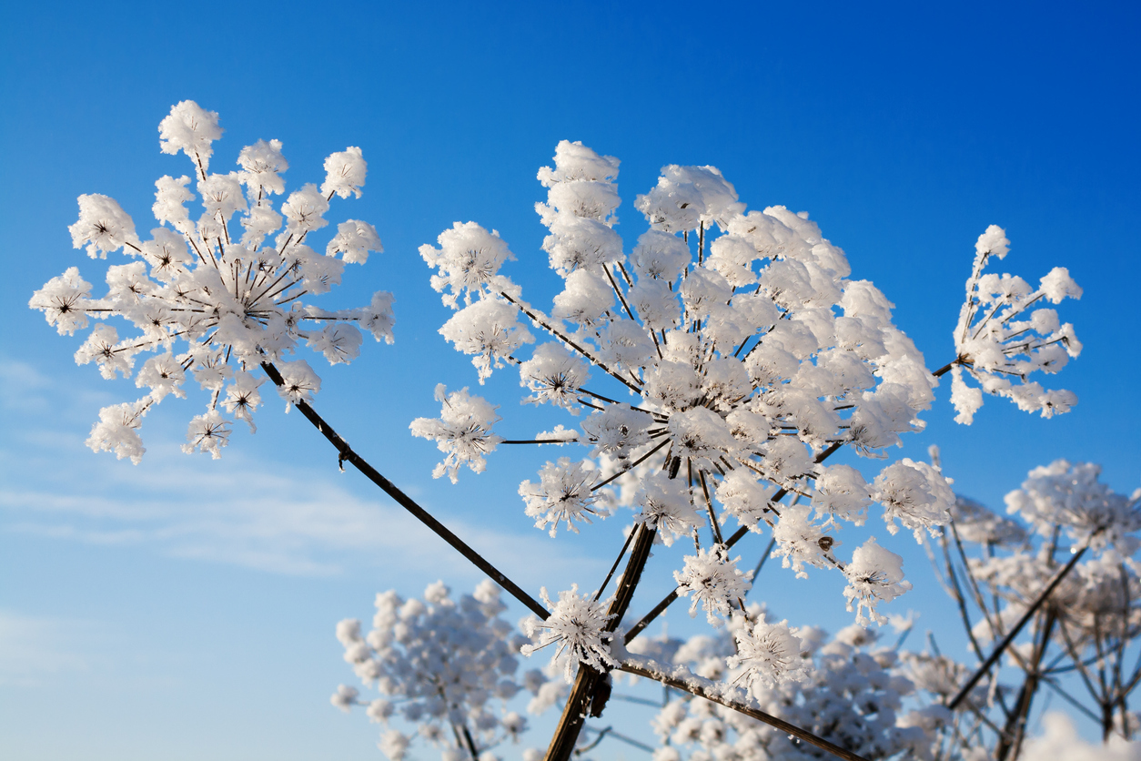 Зима крупным планом