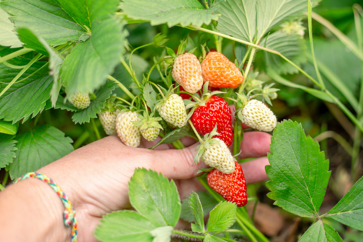 Земляника из семян