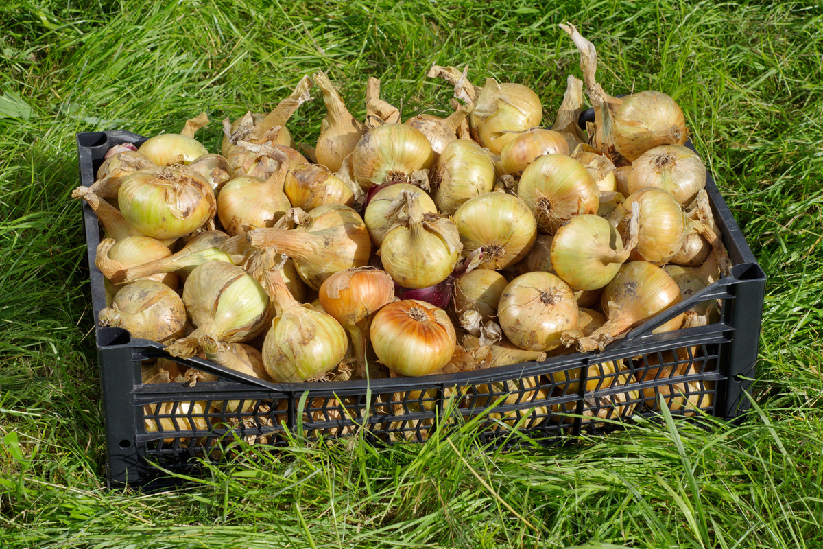 Растим репчатый лук
