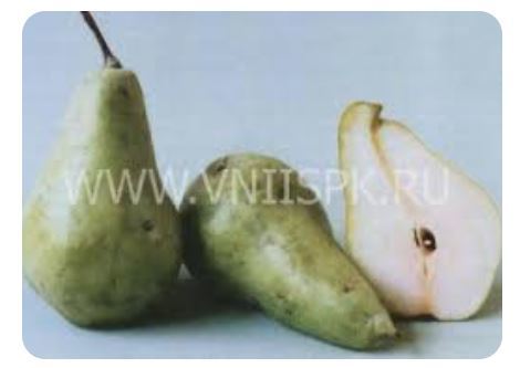 Груша сорта Кюре