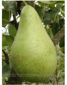 Груша сорта Стрийская