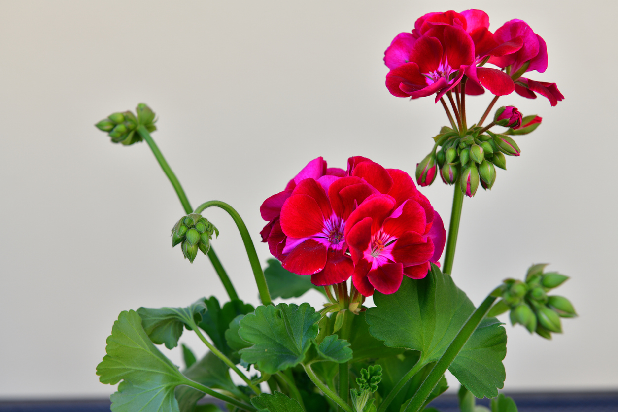 Выращиваем пеларгонии