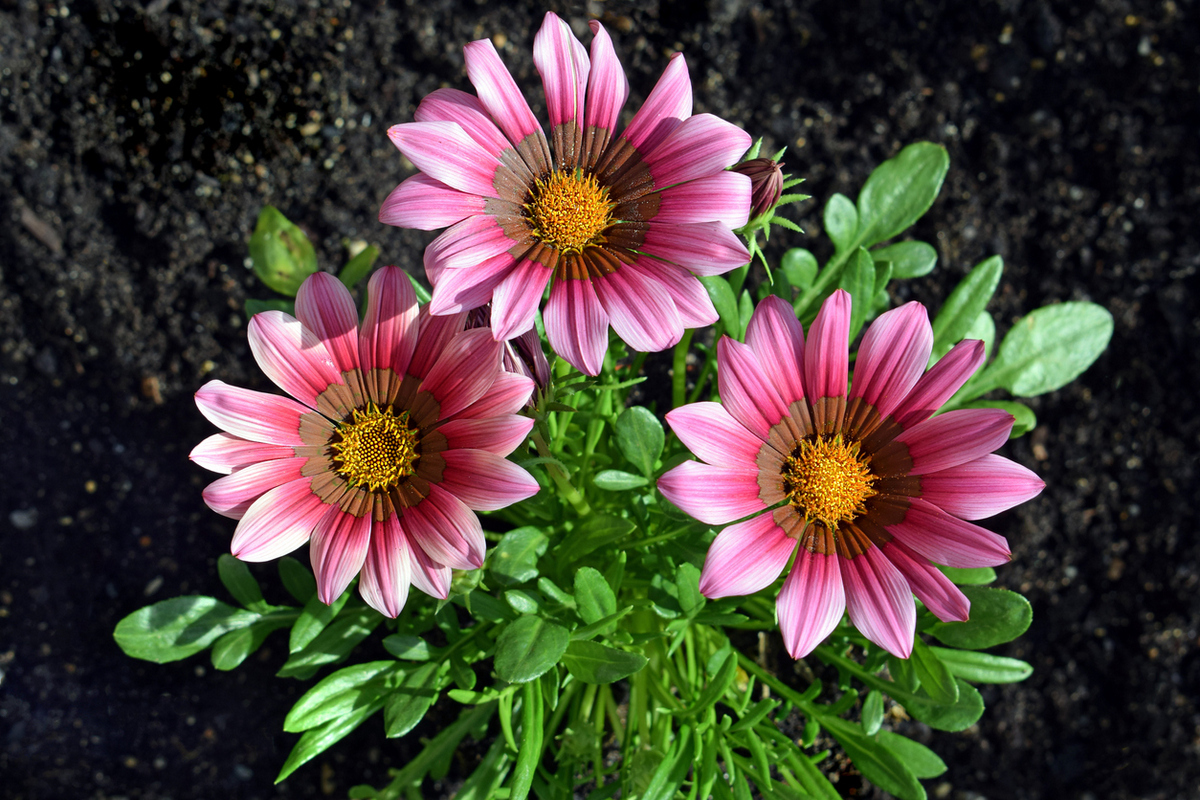 Растим гацании