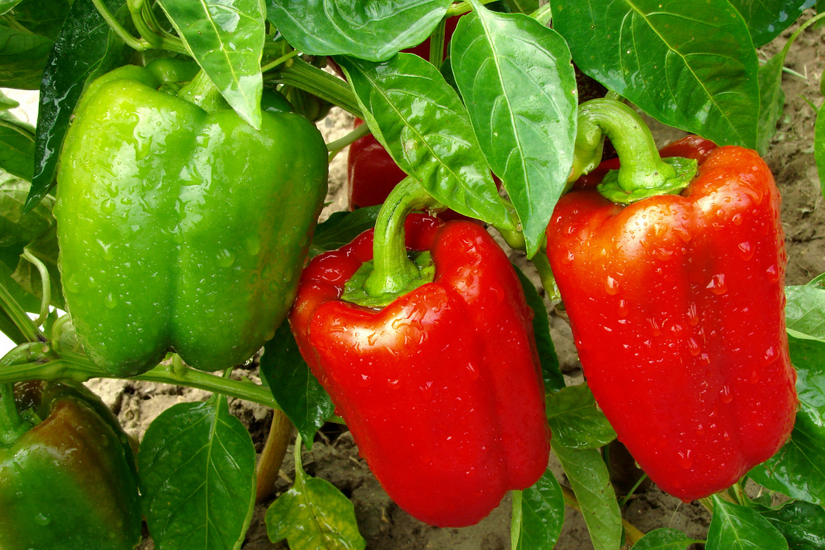 Сладкие перцы из семян