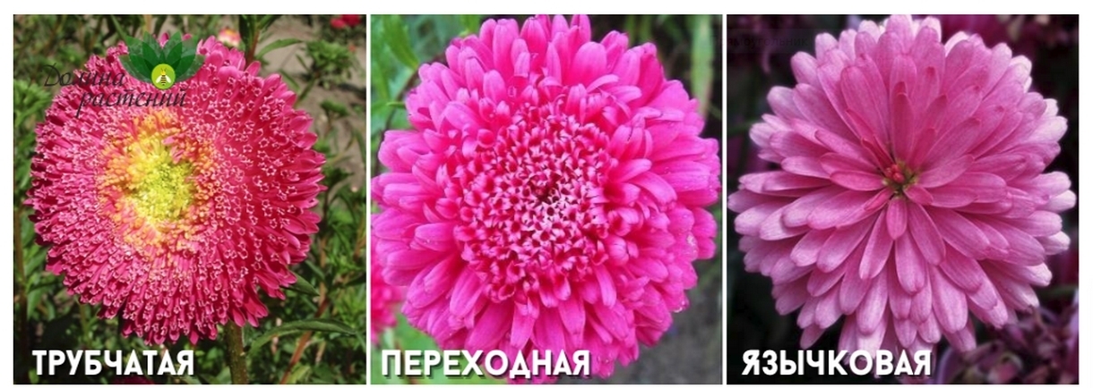 Фото с сайта dolinasad.by