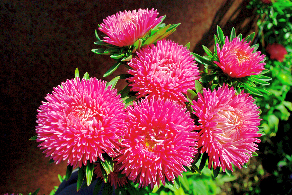 Выращиваем астры