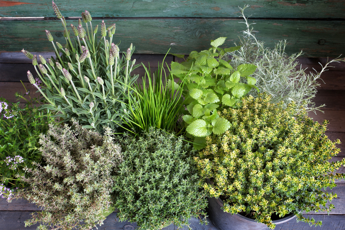 Растим пряные травы