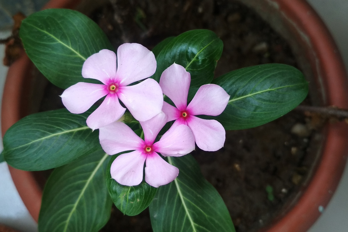 Растим катарантусы