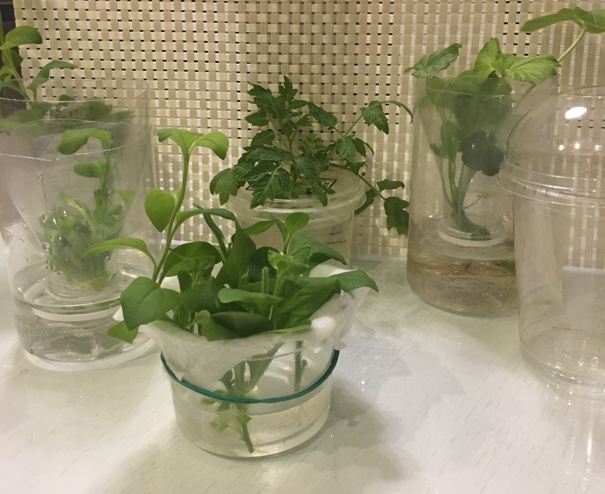 Приспособления для удобного черенкования. Фото Марины Мехоношиной