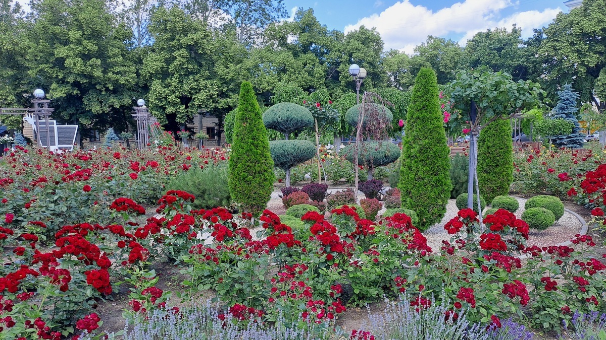 Красные, прекрасные :)