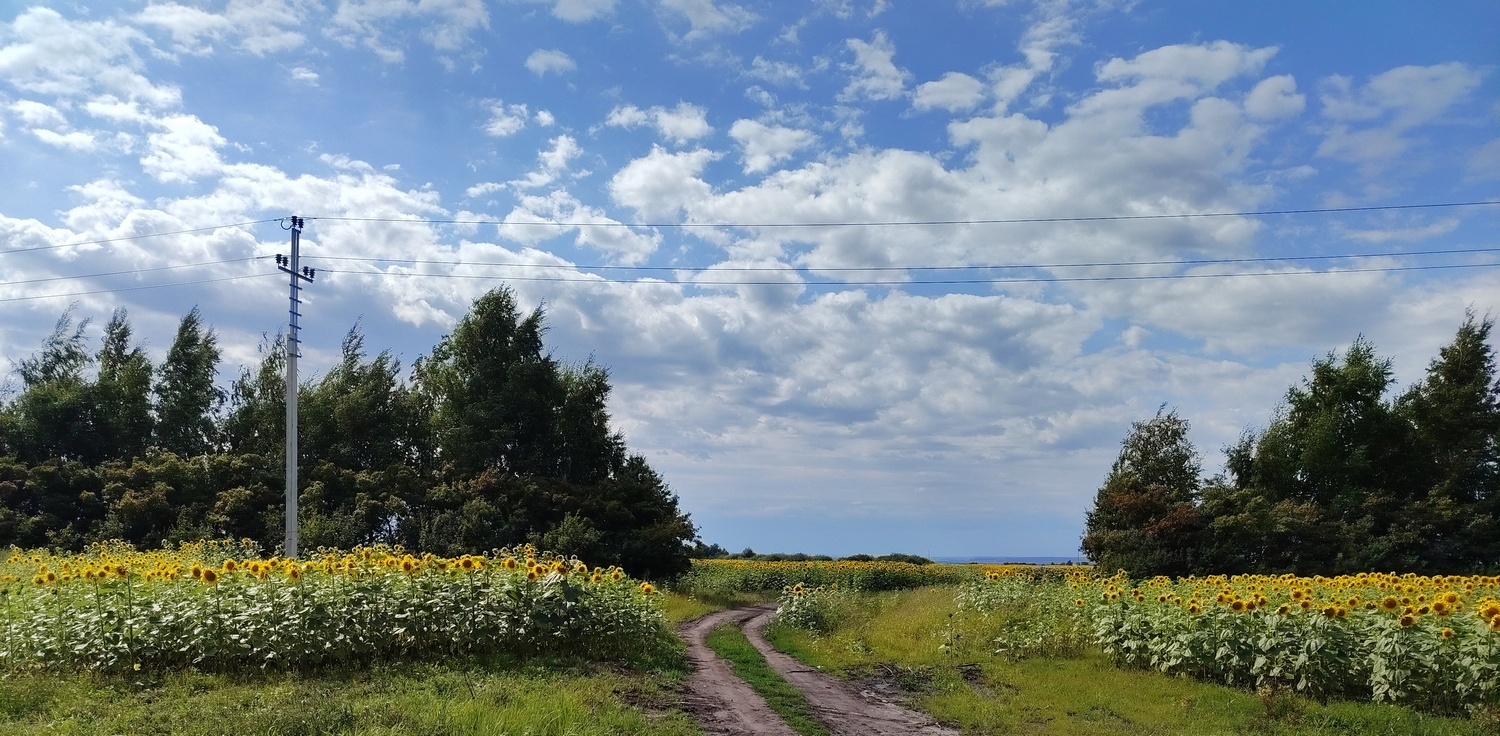 Подсолнухи вдоль дороги до защитной полосы и поля подсолнухов на сколько глаз охватывает