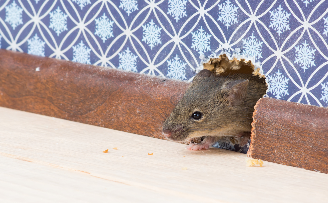 Настоящий вредитель!