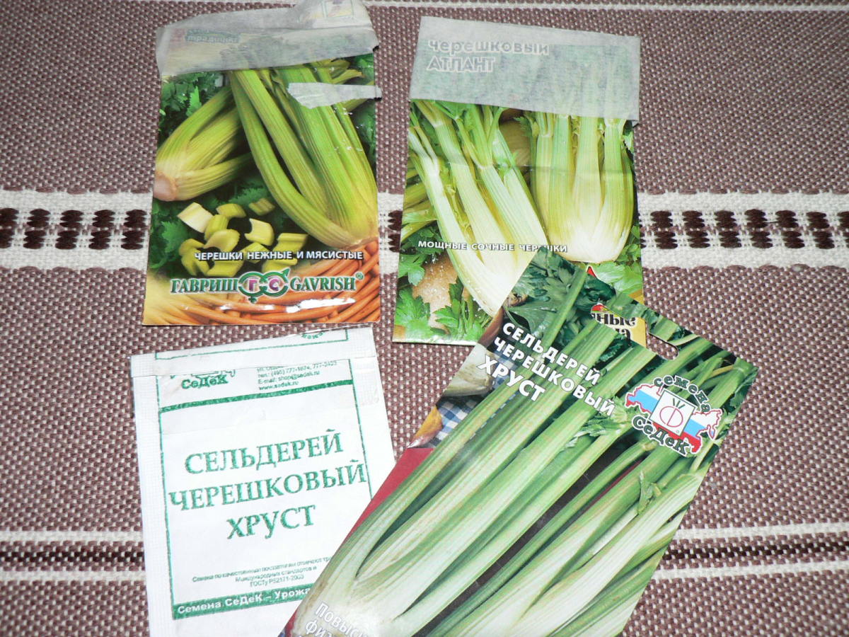 Сельдерей черешковый: посадка и уход. Отбеливание черешков
