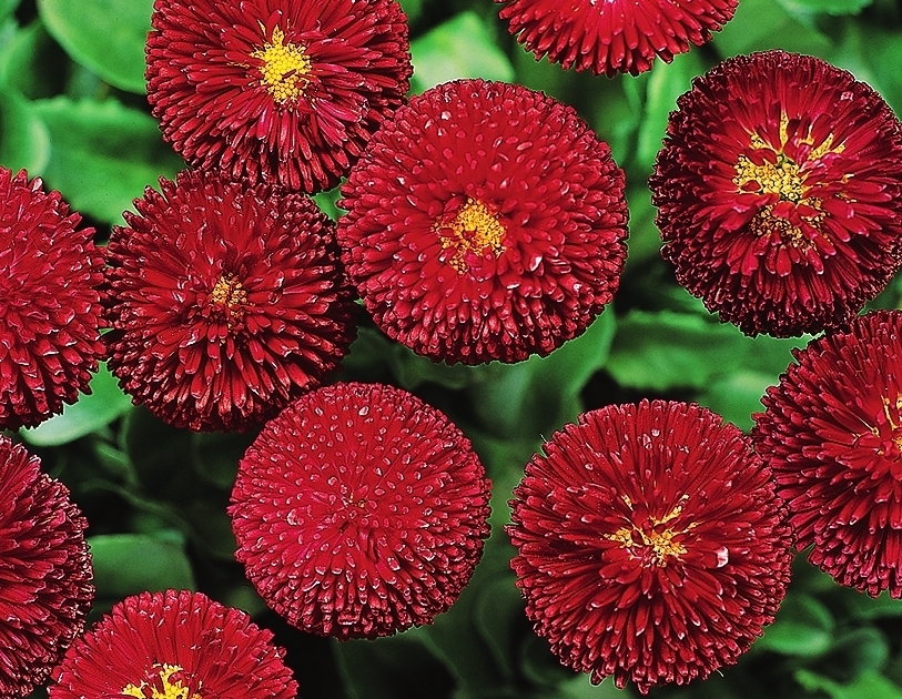 Темно-красный оттенок обязательно привлечет к себе всеобщее внимание