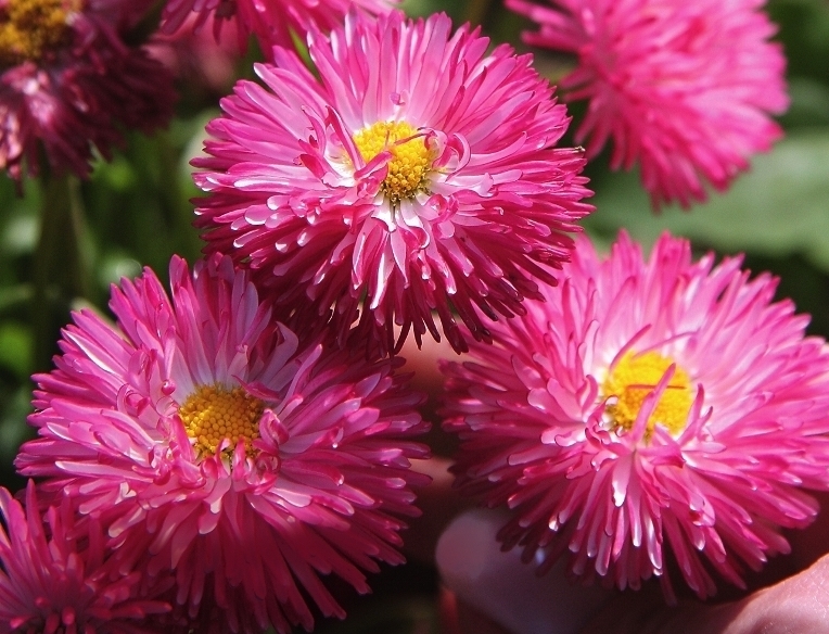 Сорт Конфетти Дак Пинк